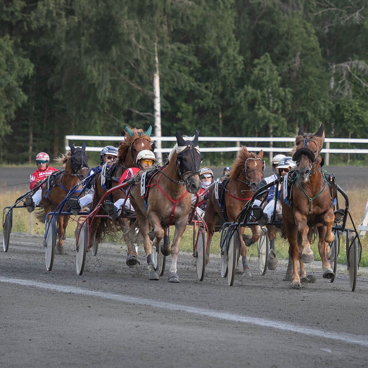 Ravihevosia juoksemassa