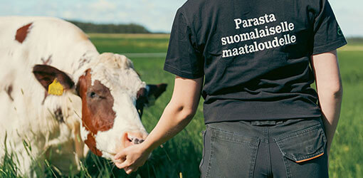 Nainen syöttää lehmää laidunniityllä. Naisella päällään musta lippalakki ja farkut sekä musta t-paita missä lukee selässä 