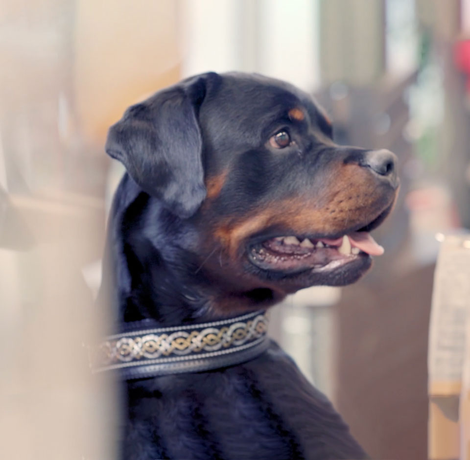Black dog