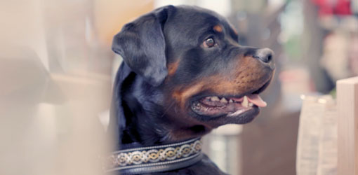Svart hund